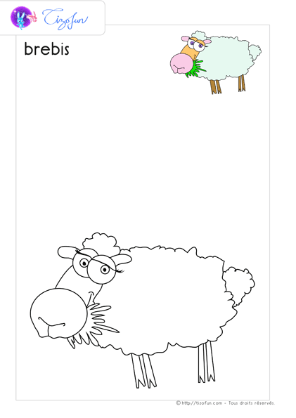 animaux-ferme-dessin-a-colorier-brebis-coloriage