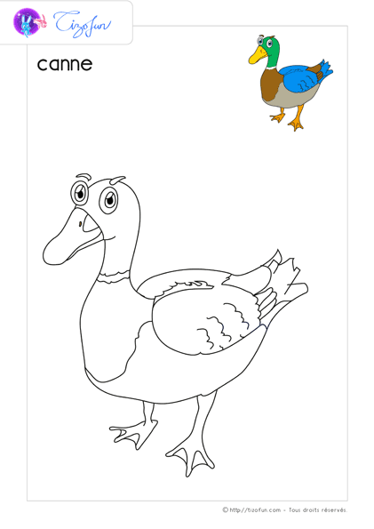 animaux-ferme-dessin-a-colorier-canne-coloriage