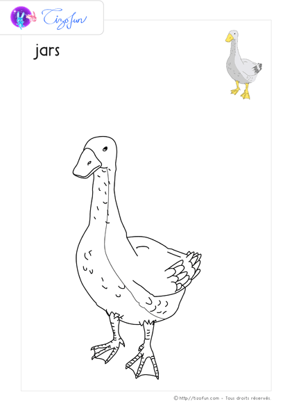 animaux-ferme-dessin-a-colorier-jars-coloriage