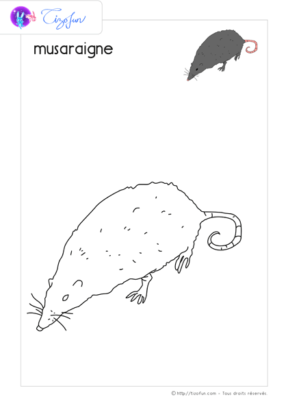 animaux-ferme-dessin-a-colorier-musaraigne-coloriage