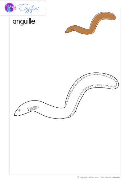 coloriage-animaux-marin-anguille