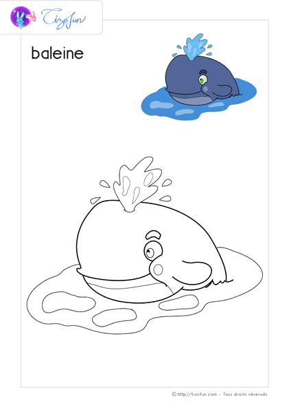 coloriage-animaux-marin-baleine