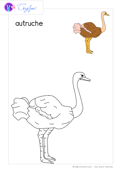 coloriage-animaux-sauvages-dessin-autruche