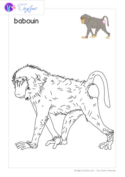 coloriage-animaux-sauvages-dessin-babouin