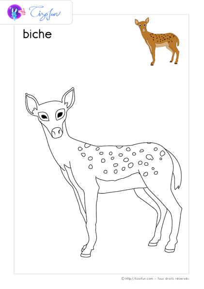 coloriage-animaux-sauvages-dessin-biche-02