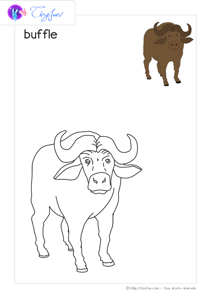 coloriage-animaux-sauvages-dessin-buffle