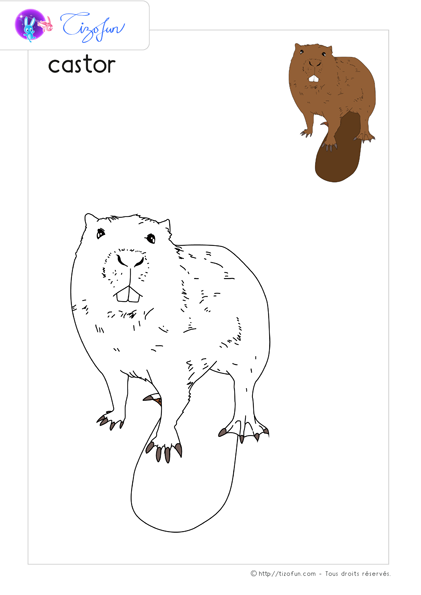 coloriage-animaux-sauvages-dessin-castor
