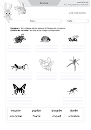 ecriture-animaux-insectes